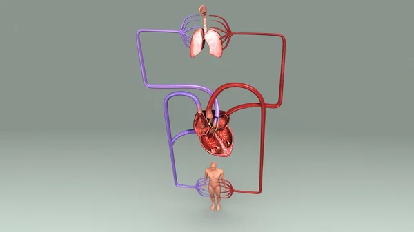 Anatomía del sistema circulatorio humano — Foto de Stock