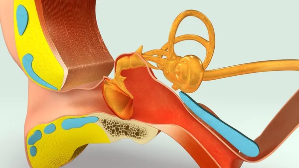人类的耳朵部分解剖 — 图库照片
