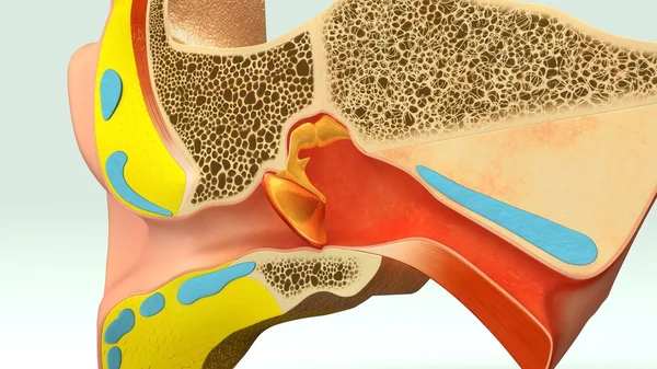 Anatomie des menschlichen Ohrschnitts — Stockfoto