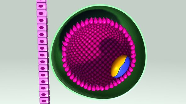  fetus, embryonic development