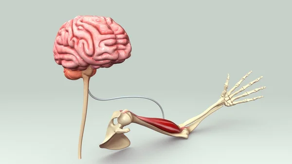 Connexion musculaire des mains avec le cerveau — Photo