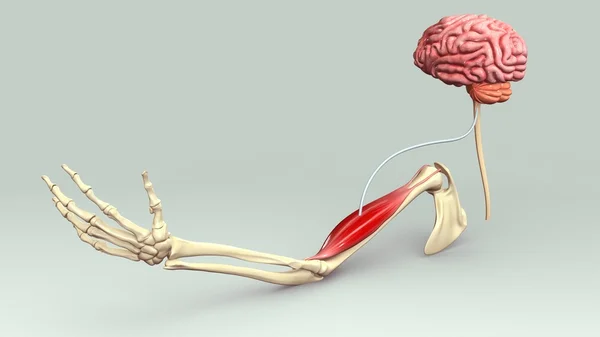 Hand muscle connection with brain — Stock Photo, Image