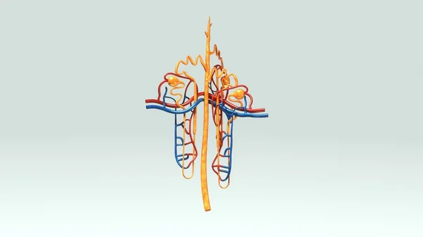 Anatomía de los nefrones humanos —  Fotos de Stock