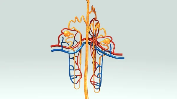 Anatomía de los nefrones humanos — Foto de Stock