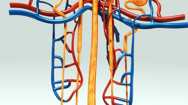 Anatomía de los nefrones humanos — Foto de Stock