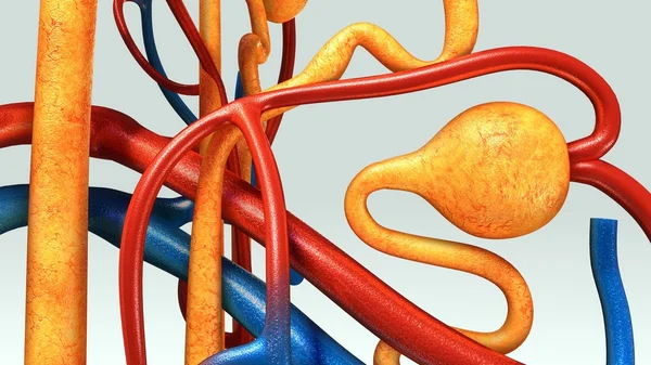 Anatomie van de Nephrons — Stockfoto