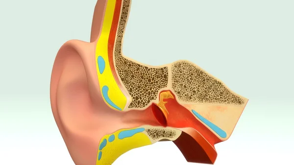 Human Ear Section Anatomy — Stock Photo, Image