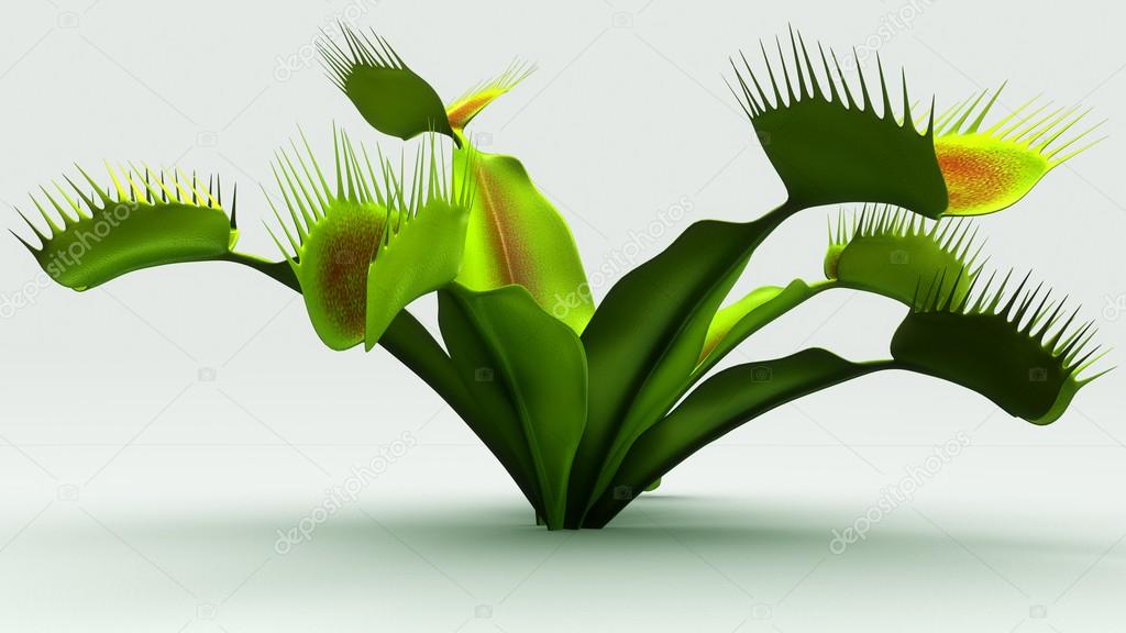 Venus flytrap carnivorous plant