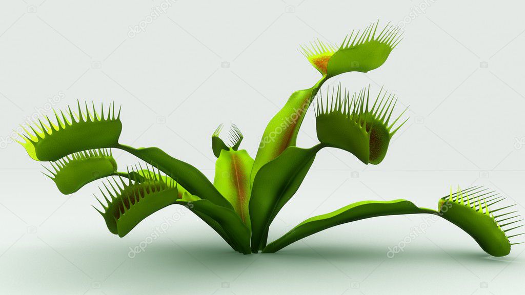 Venus flytrap carnivorous plant