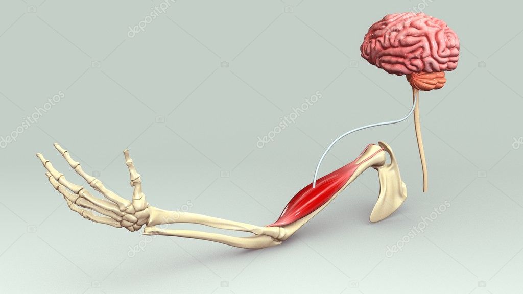 Skeleton Has Brain Handsbrain Skeletonmodel Skeleton Stock Photo