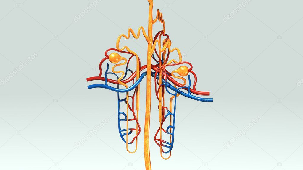 human nephrons anatomy