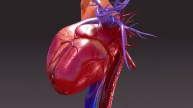 İnsan dolaşım anatomisi 