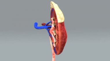 yarım insan böbrek anatomisi