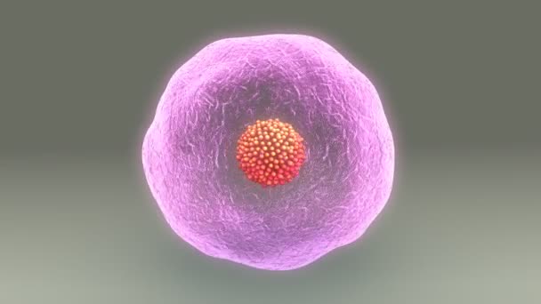 Female ovum, egg cell — Stock Video