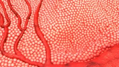 insan damar hücreleri