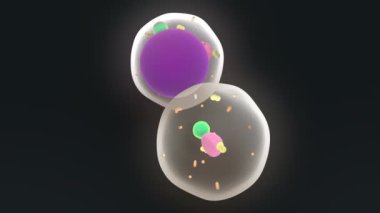 yağ hücreleri anatomisi