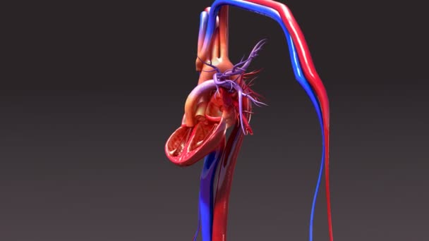 Sistema circulatório humano — Vídeo de Stock