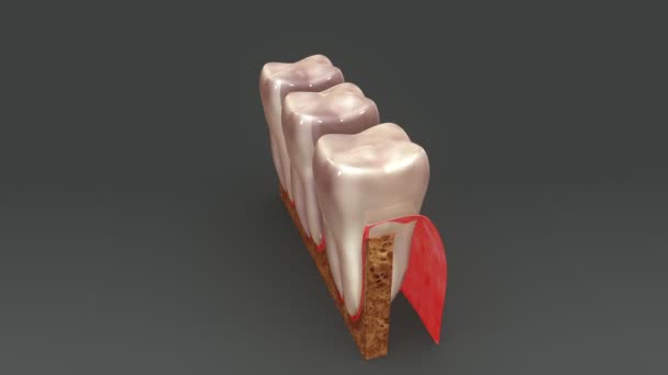 Anatomia dos dentes humanos — Vídeo de Stock