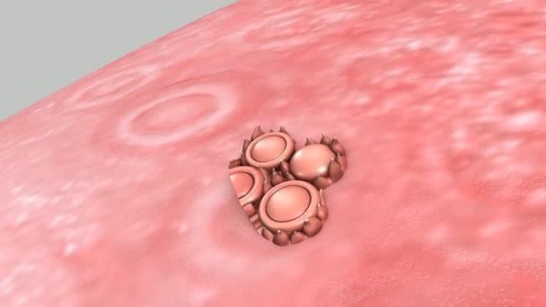 Anatomía del receptor humano — Vídeos de Stock