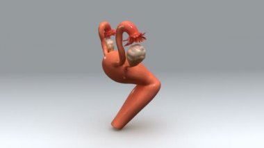 kadın uterus anatomisi