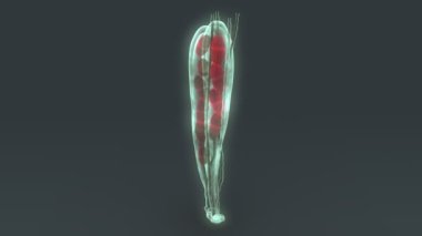 ascospores, ascomycetes mantar sporları