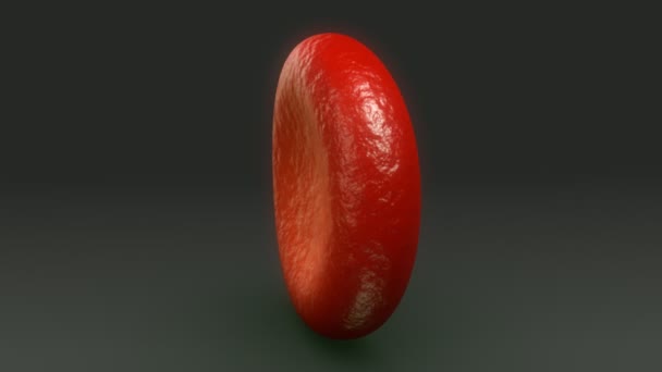 globules rouges humains 