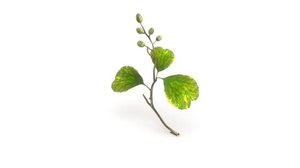 feuilles d'aulne 