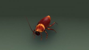 Hamam böceği, Blattodea böcek