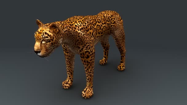 Τσίτα, λεοπάρδαλη ζώο — Αρχείο Βίντεο