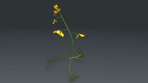 Amarilla común bladderwort — Vídeos de Stock