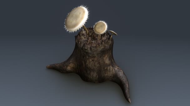 Deutéromycètes, champignons imparfaits 