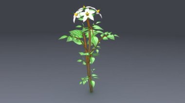 Solanum tuberosum, patates bitki