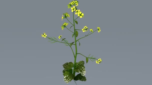 Mustard plant with flowers — Stock Video