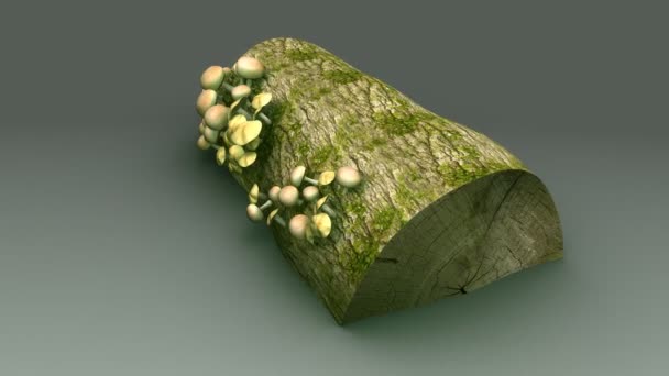 Funghi sulla superficie della corteccia degli alberi — Video Stock