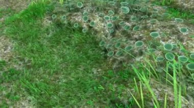 Yosun acetabularia deniz bitki