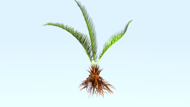 Korzenie roślin Corollid — Wideo stockowe
