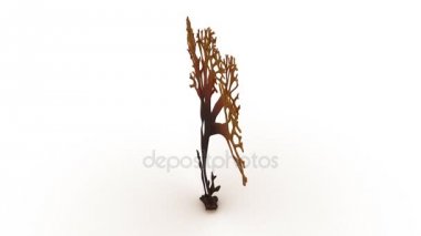 Chondrus, Irish moss