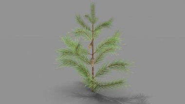 köknar ağacı dalları, kozalaklı