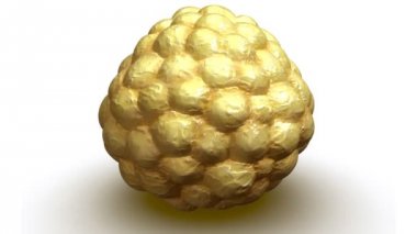 Blastokist embriyo hücre