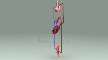 İnsan Dolaşım Sistemi Anatomisi