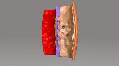 Glomerulus, nefron kılcal bölüm