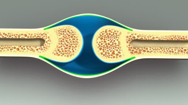 Anatomía de sección ósea humana — Vídeo de stock
