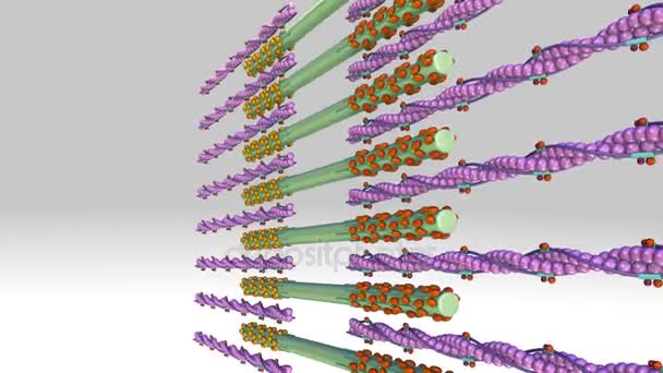 Humane Kalziumtroponin-Freisetzung — Stockvideo