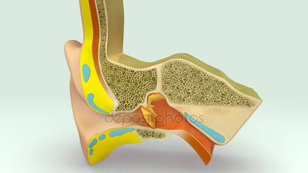 Ludzkie ucho sekcji anatomii — Wideo stockowe