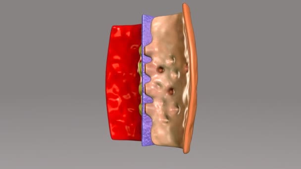 Glomerulus, secção capilares de néfrons — Vídeo de Stock