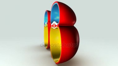 Notochord oluşumu örnek