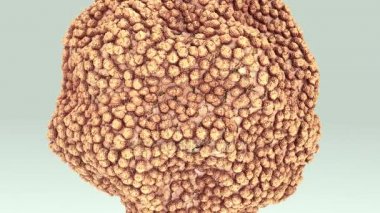 Romatoid artrit hücre