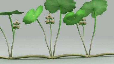 Hydrocotyle, su pennywort