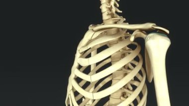 Sinovyal eklem, diarthrosis