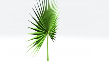 Borassus, Palmyra palm